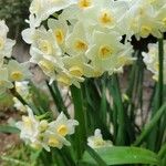 Narcissus tazetta Kwiat