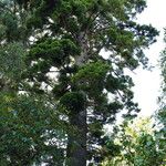 Araucaria cunninghamii Pokrój