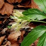 Cardamine enneaphyllos Blüte