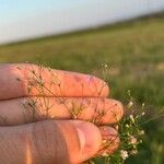 Gypsophila muralis Fula