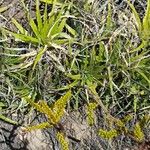 Deuterocohnia longipetala Hábito
