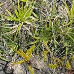 Deuterocohnia longipetala Агульны выгляд