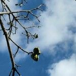 Cordia dodecandra Plod