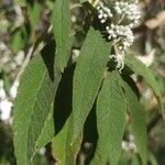 Buddleja officinalis Folha