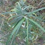 Salix eleagnos Φύλλο