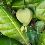 Barringtonia asiatica Fruct