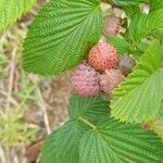 Rubus niveus फल