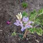 Lupinus succulentus Flower