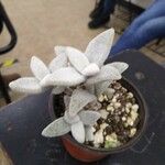 Kalanchoe eriophylla Leaf