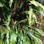 Asplenium scolopendrium Облик