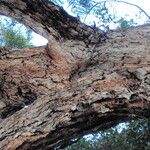 Eucalyptus botryoides Кора