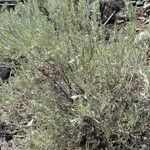 Artemisia tridentata ഇല