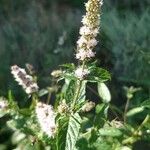 Mentha spicata Foglia