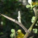 Genista scorpius Bark