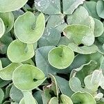 Dichondra micrantha Лист