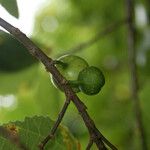 Ficus lateriflora Fruct