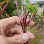 Tillandsia festucoides Flower