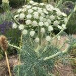 Seseli gummiferum 花