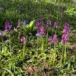 Orchis mascula Hábito