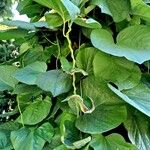 Aristolochia macrophylla Foglia