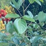 Erythrina fusca List