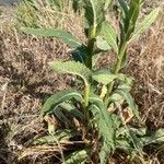 Verbascum virgatum Blad