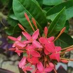 Ixora chinensis Flor