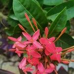 Ixora chinensis Цвят