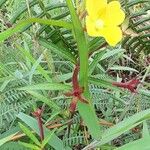 Ludwigia octovalvis عادت داشتن