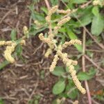 Atriplex nitensFiore