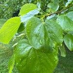 Tilia × euchlora Leaf