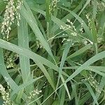 Panicum miliaceum Blad