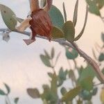 Simmondsia chinensisফল