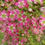 Leptospermum scoparium Květ