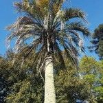 Butia yatay Hábito