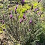 Lavandula pedunculata Habitus