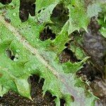 Sonchus asper Leaf