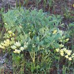 Baptisia bracteata Habit