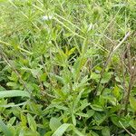 Galium aparine Elinympäristö