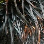 Ophiopogon planiscapus 葉