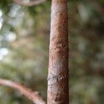 Erythroxylum laurifolium Bark