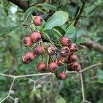 Pyracantha crenulataΦρούτο