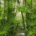 Cyperus haspan 整株植物