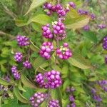 Callicarpa americana Φρούτο