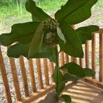 Asclepias viridiflora Leaf