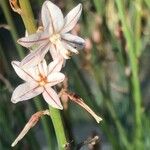 Asphodelus ramosus Kvet