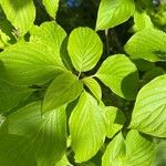 Cornus alternifolia 葉