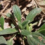 Tuberaria lignosa Blatt