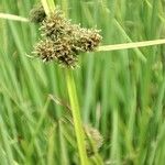 Cyperus difformis Fruto