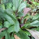 Ajuga australisপাতা